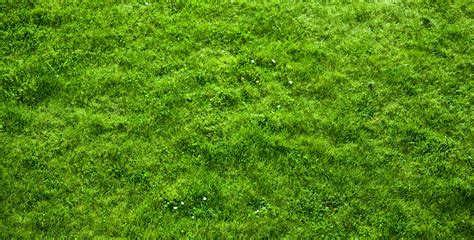Moss You Are Viewing Moss Hd Wallpaper Color Palette Tags Moss