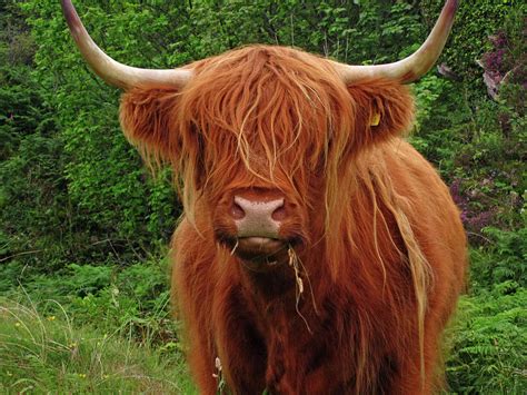 Long Haired Highland Cow By David Conniss