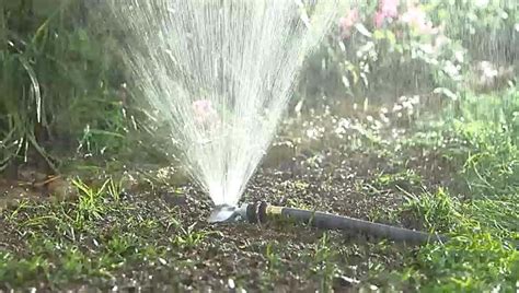 How Often To Water New Grass Seed Complete Guide