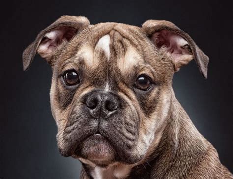 Amazing Professional Dog Portrait Photos Dog