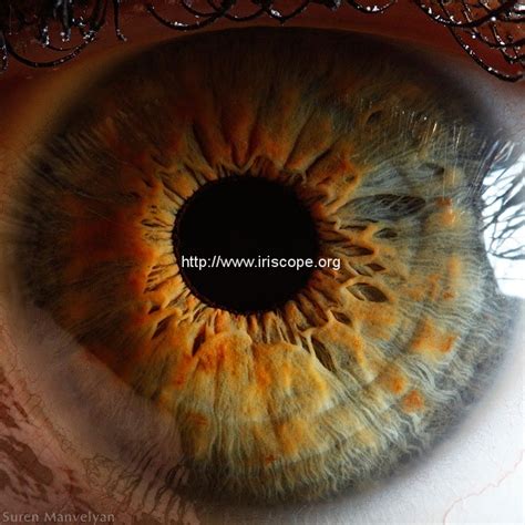 21 Extreme Close Ups Of The Human Eye Iriscope Iridology Camera