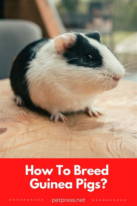 How To Breed Guinea Pigs A Detailed Guide