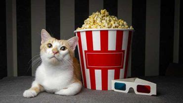 Is there an easy answer to this common cat owner question? Can Cats Eat Popcorn And Do They Love It?