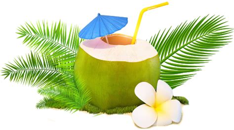 Fresh Green Coconut Png Image Png Mart