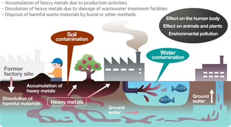 Heavy metals tend to accumulate in our body tissues, building toxicity over time.in our case, heavy metals in fresh water get absorbed by tiny organisms that at the university of sri lanka, researchers found that water spinach, or kangkong, was able to absorb about seventy percent of the heavy metal. Heavy Metals in Water - San Diego Pollution Trackers