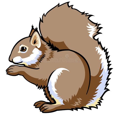 Squirrel Stock Illustrations 52781 Squirrel Stock Illustrations