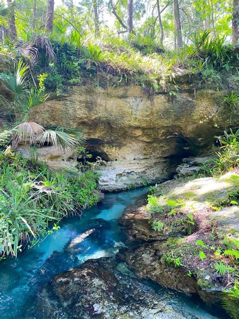 tips for kelly park rock springs the perfect florida oasis florida trippers in 2021 kelly