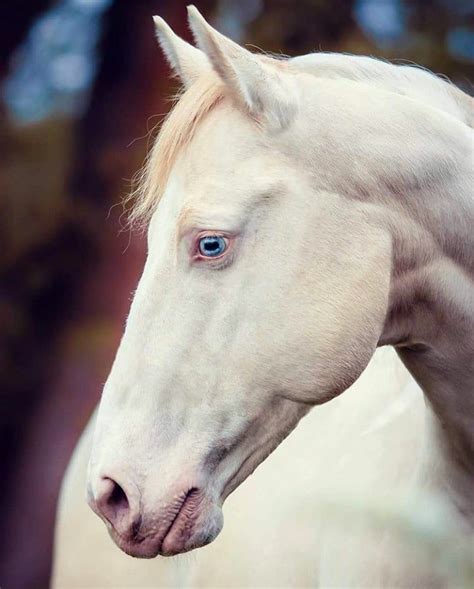 White Horse With Blue Eyes Pretty Horses Albino Horse Horses
