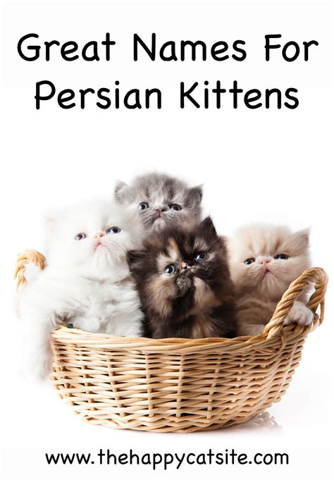 Persian Cat Names Over 200 Gorgeous Ideas Cute Cat