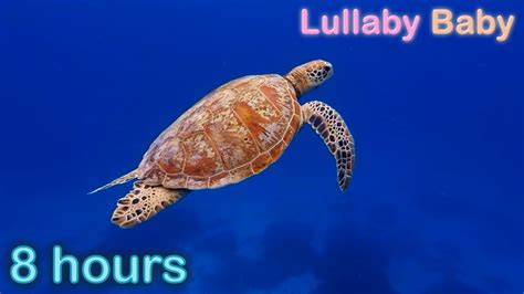 8 Hours Underwater Sounds With Music ♫ Sea Turtles Swimming Relaxing