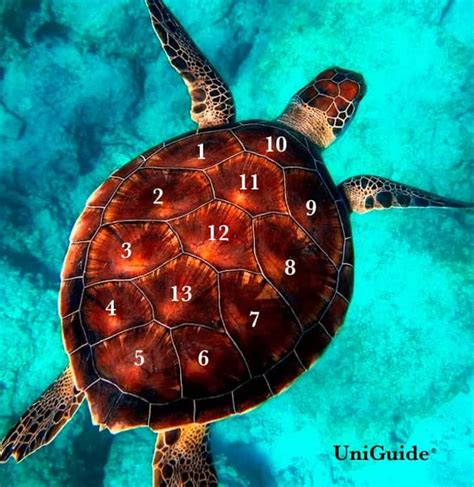 Turtle Symbolism And Meaning Spirit Animal Guide Uniguide
