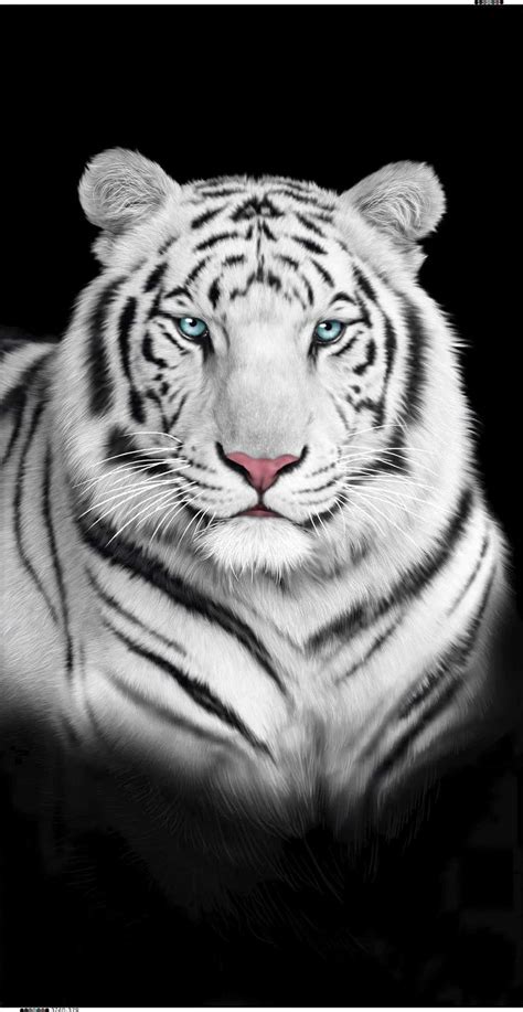 Beautiful White Tiger Face Under Protection Not Too Many Left In The