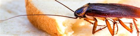 5 Signs Of A Cockroach Infestation Californias Best Pest Control Company Oconnor Pest Control