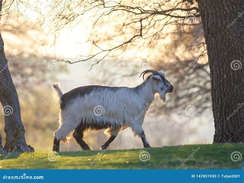 Goat Walking On Meadow At Sunset Stock Photo Image Of Mountain Wild