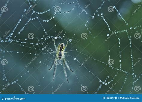 The Spider Sits On A Web Covered With Drops Of Dew Stock Photo Image