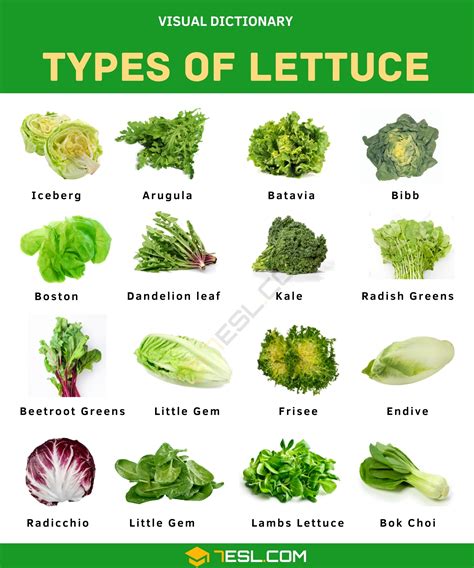 Different Types Of Lettuce And Their Incredible Benefits English As A