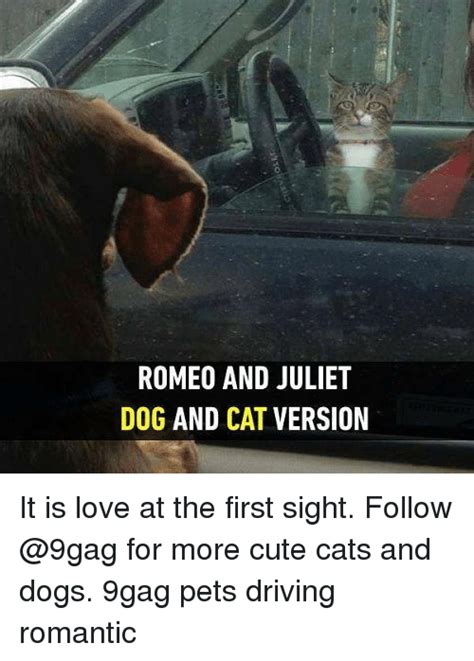 🐣 25 Best Memes About Cute Cats Cute Cats Memes