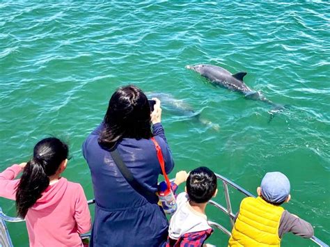 Dolphin Cruise And Views Mandurah Cruises