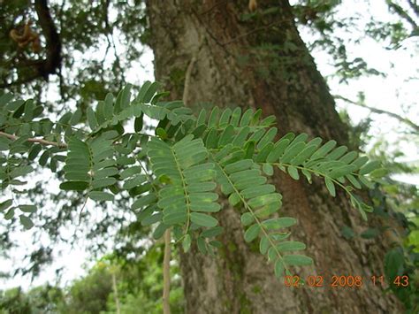 Pokok Asam Jawa Tamarindus Indica Famili Fabaceae Pokok Flickr