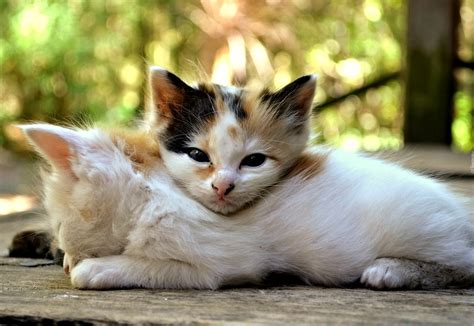 Słodkie Kotki Koty
