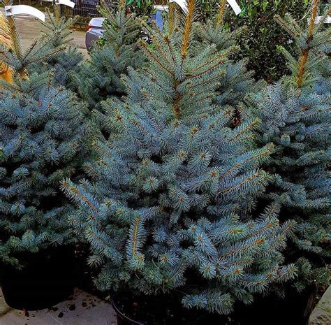 Find the perfect christmas tree image from our incredible photo library. Living Christmas Trees for Sale UK. Paramount Plants Online