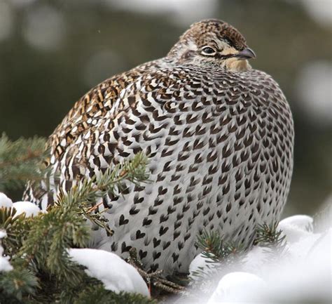 Timiskaming Birds Sharp Tailed Grouse Bird Pictures Grouse Birds