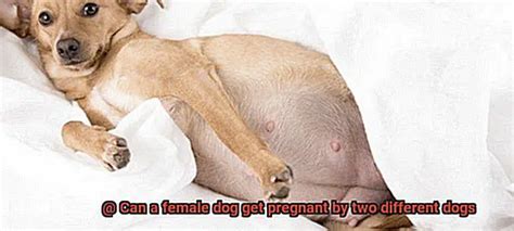 Can A Female Dog Get Pregnant By Two Different Dogs