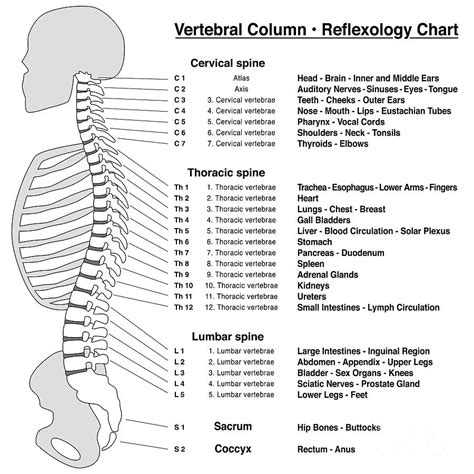 Diagram Of Vertebrae In Spine