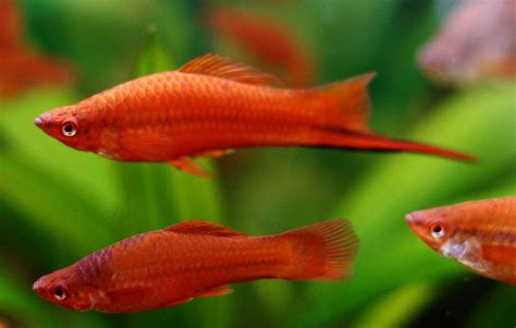 Swordtail Fish Traits Breeding Care Size Lifespan Seafish