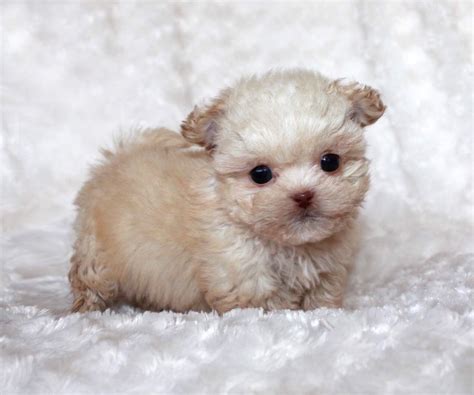 Located just south of salt lake utah we have champion line tea cup maltese. Micro Teacup Maltipoo Puppy for sale! | iHeartTeacups