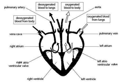 Arteries are the blood vessels that carry blood away from the heart, where it branches into even smaller vessels. Simple Heart Diagram SHD05 | Heart diagram, Simple heart diagram, Heart structure