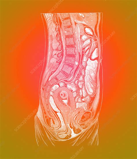 Female Abdominal Anatomy Stock Image N3800009 Science Photo Library