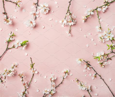Spring Almond Blossom Flowers Over Light Pink Background ~ Abstract