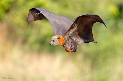 Precious Cargo This Female Grey Headed Flying Fox Carries Her 3