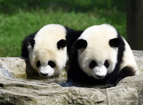 Panda Twins Celebrate First Birthday At Chongqing Zoo