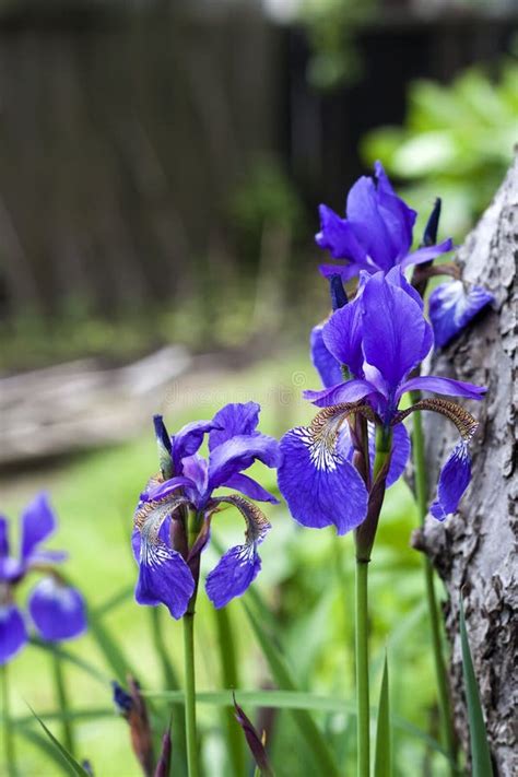 Blue Siberian Iris Flower Closeup On Green Garden Background Stock