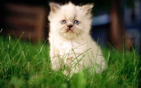 Five Cute Cats Wallpapers Cute Wallpapers