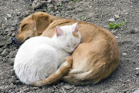 Animals Are Adorable Even When Sleeping Alone Let Alone Like This 30