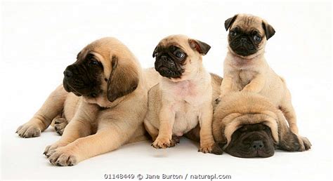 Stock Photo Of Fawn Pug Pups With Fawn English Mastiff Puppies