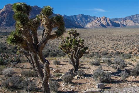 Mojave Desert Outside Of Las Vegas Photograph By Natural Focal Point