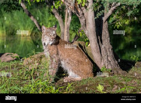 Canada Lynx Sitting Under A Nice Grouping Of Trees Stock Photo Alamy