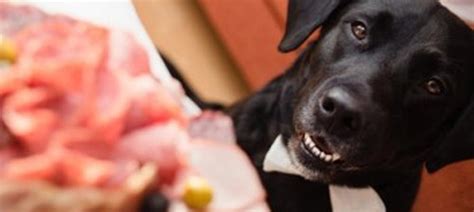 Severe forms of pancreatitis in dogs require aggressive care, with treatment including analgesia, nutritional management, and more. Feeding Dogs with Pancreatitis