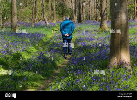 Man Walking Through Bluebell Woods Near Wimborne Dorset Uk In April