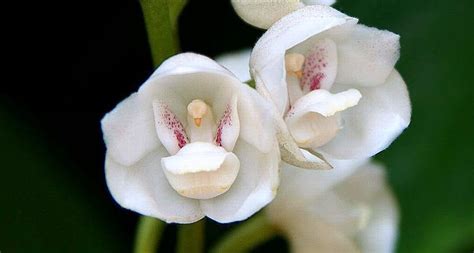 Holy Ghost Flower Of The Holy Spirit Orchid Flowers