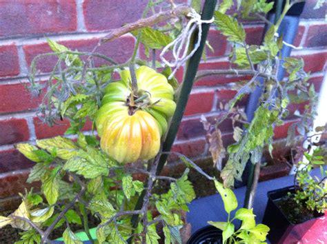 My Giant Beefsteak Tomato Plant Beefsteak Tomato Beef Steak Plants