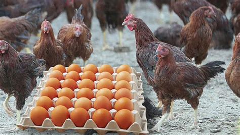 전국 23개 농가서 살충제 계란 무더기 검출 네이트 뉴스
