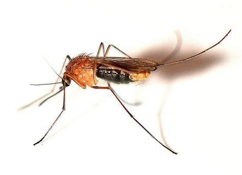 Stickmygga London Underground Mosquito Culex Pipiens Mo Flickr