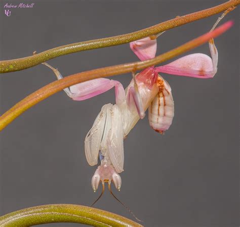 Hymenopus Coronatus Orchid Mantis Sub Adult Male A Photo On Flickriver