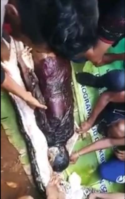 Indonesian Woman Swallowed Whole By Foot Python Livegore