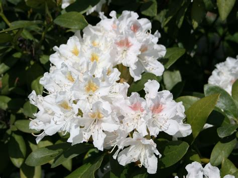 Rhododendron Cunninghams White Rhododendron Hybride Cunninghams